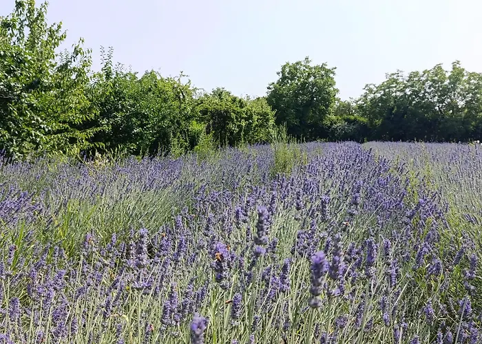 Vendégház Podere Misericordia