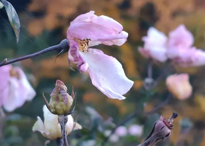 Podere Misericordia 3* Ferrara